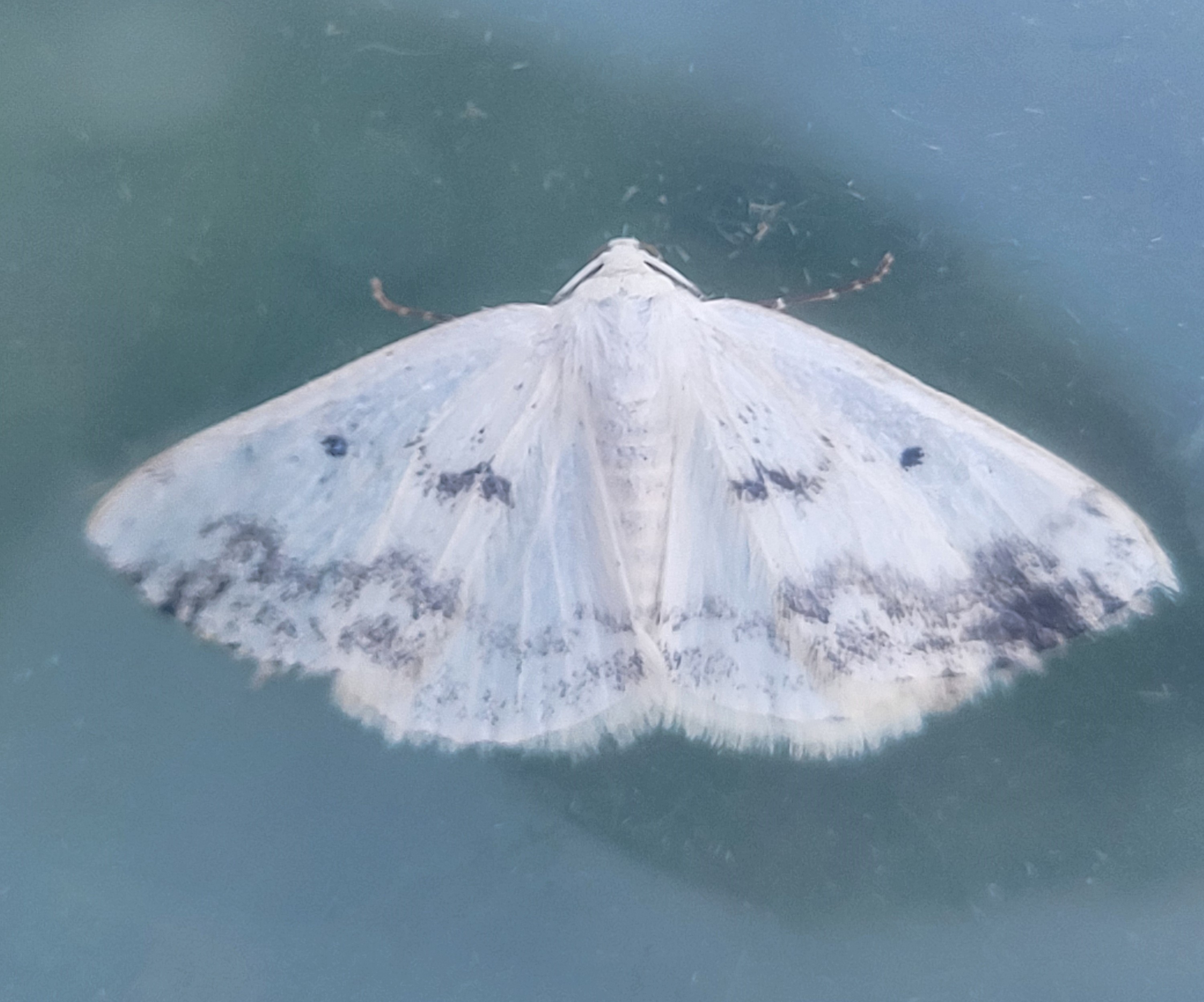 Photo of Clouded Silver (Lomographa temerata)